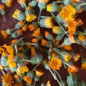 Wild Harvested Organic Calendula Salve